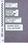 Etikette zu Anoplischius maculicollis (NHMW-ZOO-COL-0010489)